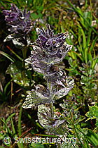 Alpenhelm (Bartsia alpina) (08.2020, C173226)