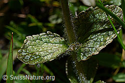 Alpenhelm (Bartsia alpina) (08.2020, C173227)