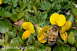 Italienische Biene (Apis mellifera ligustica) an Alpen-Hornklee (Lotus alpinus) (C173230) Italienische Biene (Apis mellifera ligustica) an Alpen-Hornklee (Lotus alpinus) (C173230)