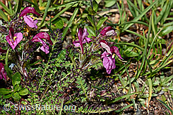 Kerners Läusekraut (Pedicularis kerneri) (C173233) Kerners Läusekraut (Pedicularis kerneri) (C173233)