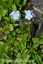 Alpen-Vergissmeinnicht (Myosotis alpestris) (C173235)