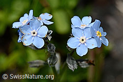 Alpen-Vergissmeinnicht (Myosotis alpestris) (C173237)