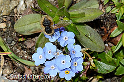 Bombylius semifuscus (Wollschweber) an Alpen-Vergissmeinnicht (Myosotis alpestris) (C173238)