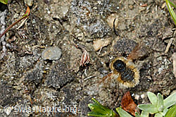 Bombylius semifuscus (Wollschweber) (C173239)