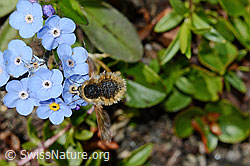 Alpen-Vergissmeinnicht (Myosotis alpestris)