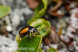 Coccinella venusta (Marienkäfer) (C173270)