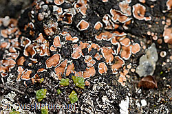 Rotschuppe (Psora decipiens) (C173274)