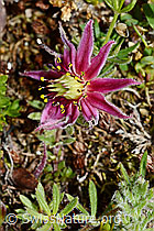 Berg-Hauswurz (Sempervivum montanum) (C173275)