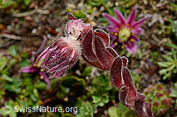 Berg-Hauswurz (Sempervivum montanum) (C173276)