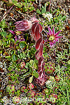 Berg-Hauswurz (Sempervivum montanum) (C173277)