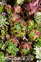 Berg-Hauswurz (Sempervivum montanum) (C173280)