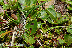 Nordische Gebirgsschrecke (Bohemanella frigida) (C173282)