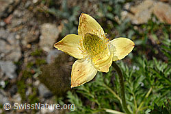 Schwefel-Anemone (Pulsatilla alpina subsp. apiifolia) (08.2020, C173292)