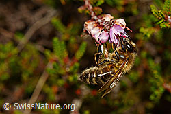 Westliche Honigbiene (Apis mellifera) auf Schwarzdorn (Prunus spinosa)