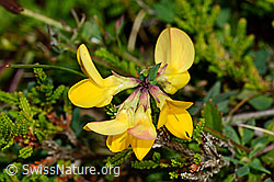 Lotus corniculatus (C176097)