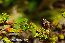 Siphona geniculata (Raupenfliege) (C176100) Siphona geniculata (Raupenfliege) (C176100)