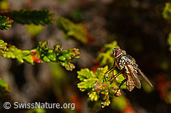 Siphona geniculata (Raupenfliege) (C176102) Siphona geniculata (Raupenfliege) (C176102)