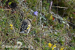 Carduelis carduelis (C176129)