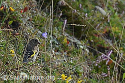 Distelfink (Carduelis carduelis) (28.08.2020, C176130)