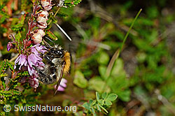 Ackerhummel (Bombus pascuorum) an Besenheide (Calluna vulgaris) (C176174) Ackerhummel (Bombus pascuorum) an Besenheide (Calluna vulgaris) (C176174)