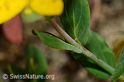 Geflecktes Johanniskraut (Hypericum maculatum) (C176180)