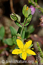 Geflecktes Johanniskraut (Hypericum maculatum) (C176181)