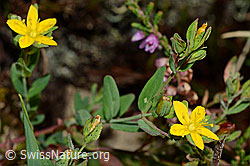 Geflecktes Johanniskraut (Hypericum maculatum) (C176186)