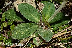 Hieracium pilosella (C176191)