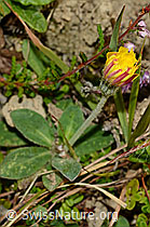 Hieracium pilosella (C176192)