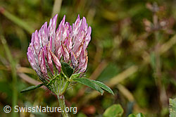 Rot-Klee (Trifolium pratense) (C176206)