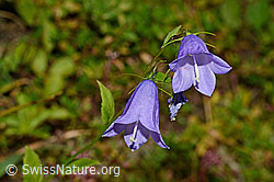 Rautenblättrige Glockenblume (Campanula rhomboidalis) (C176214) Rautenblättrige Glockenblume (Campanula rhomboidalis) (C176214)