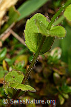 Rautenblättrige Glockenblume (Campanula rhomboidalis) (C176215) Rautenblättrige Glockenblume (Campanula rhomboidalis) (C176215)