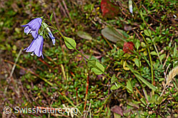 Rautenblättrige Glockenblume (Campanula rhomboidalis) (C176218) Rautenblättrige Glockenblume (Campanula rhomboidalis) (C176218)