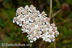 Gemeine Schafgarbe (Achillea millefolium) (28.08.2020, C176230)
