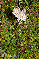 Gemeine Schafgarbe (Achillea millefolium) (28.08.2020, C176233)
