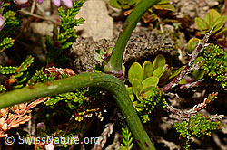 Wiesen-Ferkelkraut (Hypochaeris radicata) (C176245) Wiesen-Ferkelkraut (Hypochaeris radicata) (C176245)