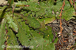 Wiesen-Ferkelkraut (Hypochaeris radicata) (C176246) Wiesen-Ferkelkraut (Hypochaeris radicata) (C176246)