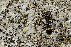 Rote Waldameise (Formica rufa) (C176257) Rote Waldameise (Formica rufa) (C176257)