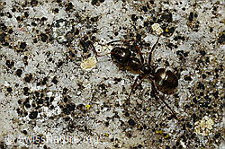 Rote Waldameise (Formica rufa) (C176261) Rote Waldameise (Formica rufa) (C176261)