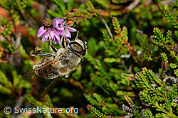 Mistbiene (Eristalis tenax)