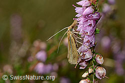 Agriphila tristella an Besenheide (Calluna vulgaris) (C176306) Agriphila tristella an Besenheide (Calluna vulgaris) (C176306)