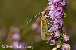 Graugelbe Polsterfliege (Pollenia rudis) auf Besenheide (Calluna vulgaris)