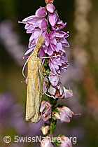 Agriphila tristella an Besenheide (Calluna vulgaris) (C176309) Agriphila tristella an Besenheide (Calluna vulgaris) (C176309)