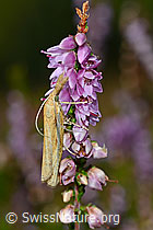 Agriphila tristella an Besenheide (Calluna vulgaris) (C176316) Agriphila tristella an Besenheide (Calluna vulgaris) (C176316)