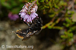 Steinhummel (Bombus lapidarius)