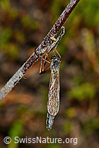 Wald-Schlankfliege (Leptogaster guttiventris) (C176328)