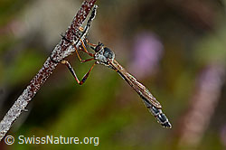 Wald-Schlankfliege (Leptogaster guttiventris) (C176335)