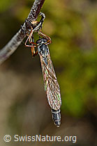 Wald-Schlankfliege (Leptogaster guttiventris) (C176341)