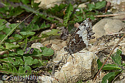 Foto: Weisser Waldportier (Brintesia circe)