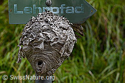 Photo: Dolichovespula media, wasp nest